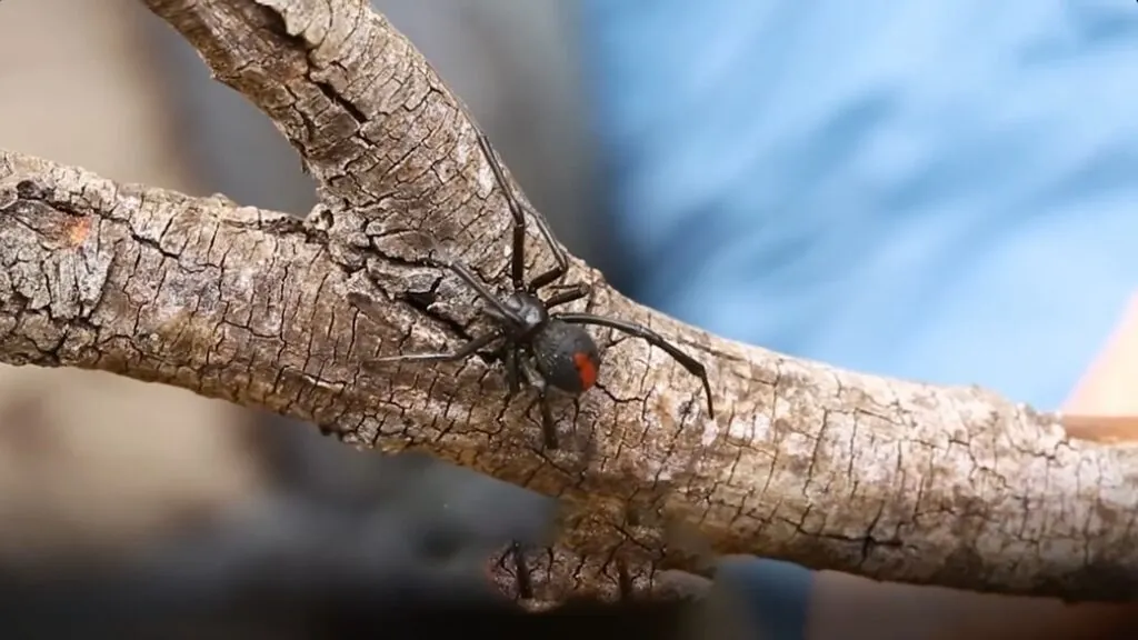 Redback Spider habitat