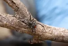 Redback Spider habitat