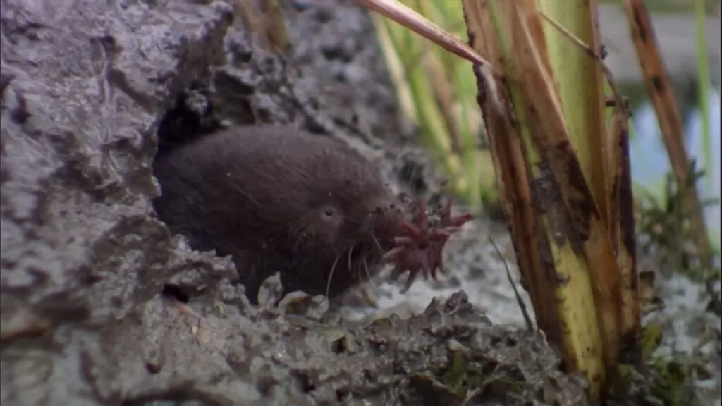 Star-Nosed Mole pictures - top 10 strangest animals in the world