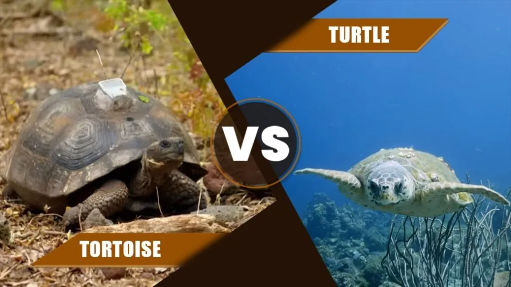 Tortoise vs Turtle 1