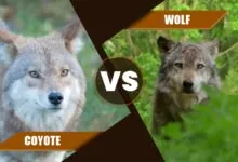 Wolf vs Coyote