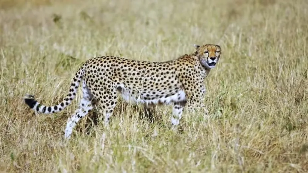 cheetah Appearance