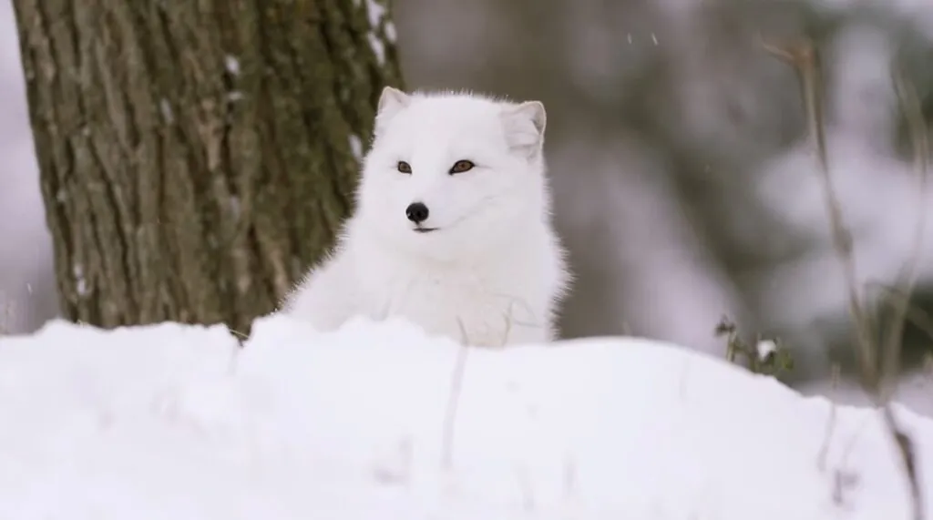 Arctic fox Habitat