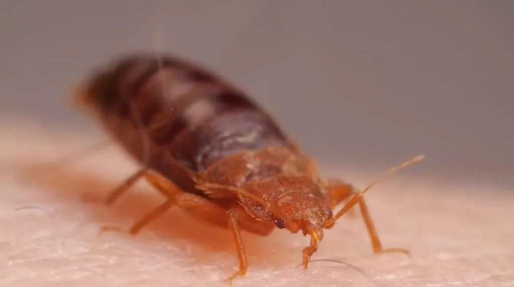 Bed Bug Infestations Unveiled Recognizing, Treating and Preventing