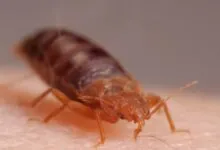 Bed Bug Infestations Unveiled Recognizing, Treating and Preventing