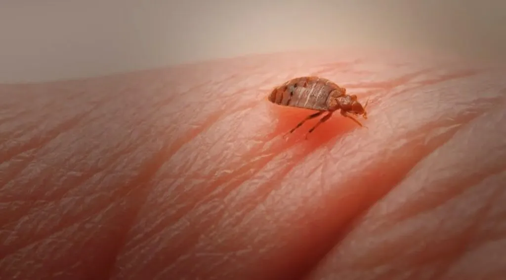 Bed bug Diet and Lifestyle
