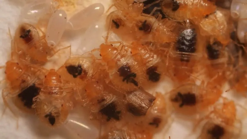 Bedbug Reproduction and Life Cycles