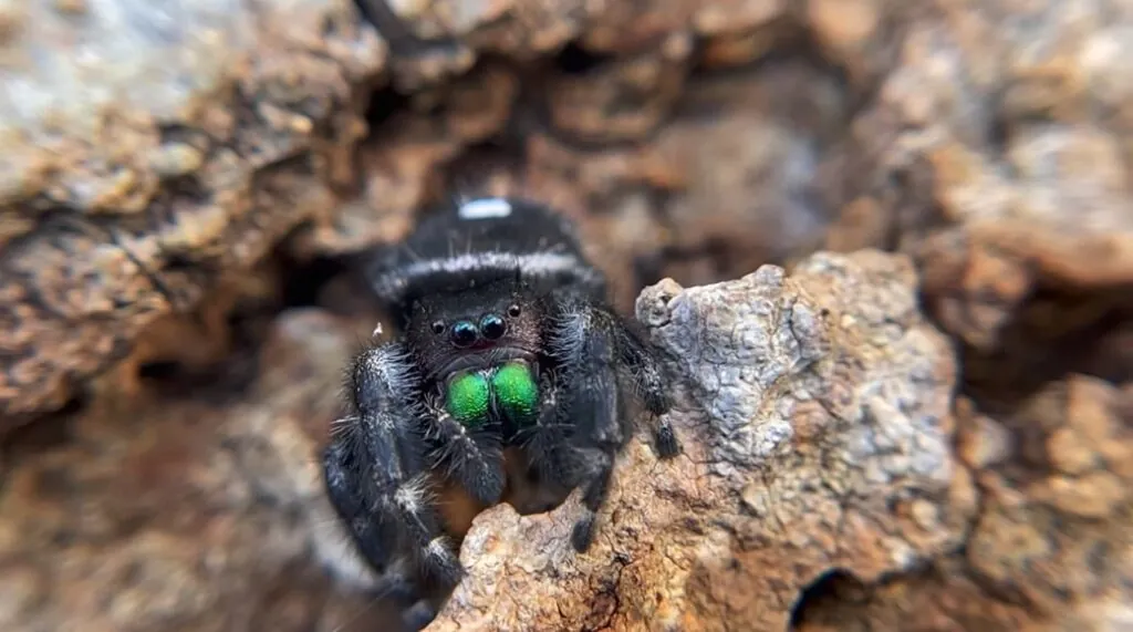 Click to Leap The Fascinating World of the Jumping Spider