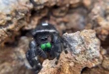 Click to Leap The Fascinating World of the Jumping Spider Pet