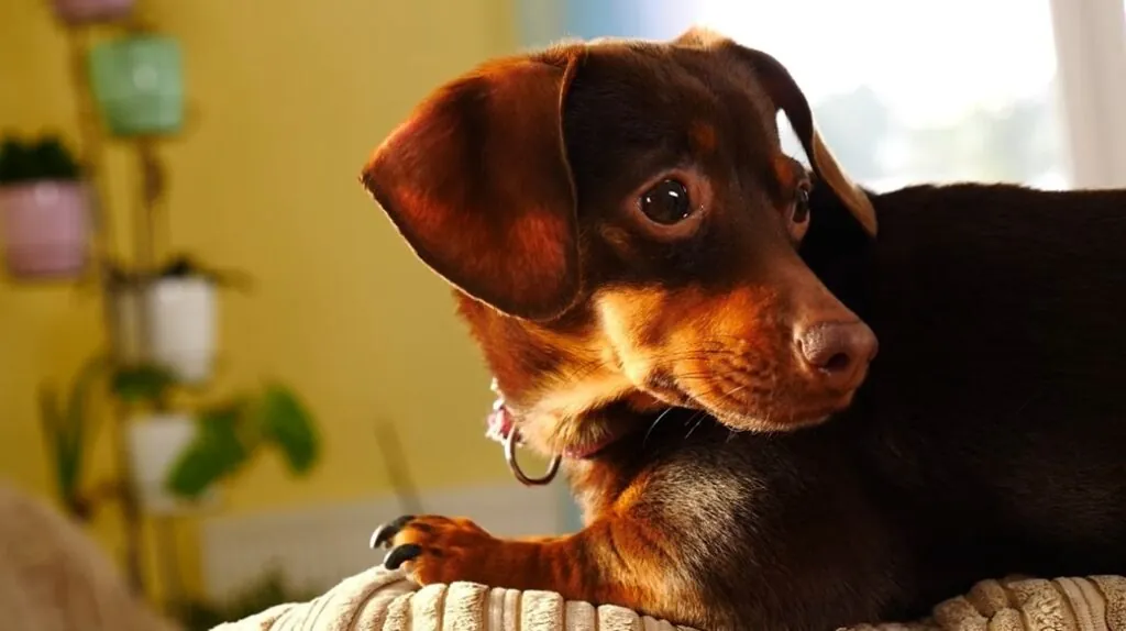 Enchanting Moments with Dachshund Puppies A Careful Guide