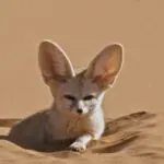 Fennec Fox Adaptations A Survival Guide for the World's Smallest Fox