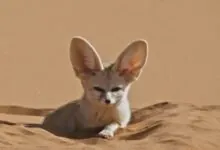 Fennec Fox Adaptations A Survival Guide for the World's Smallest Fox