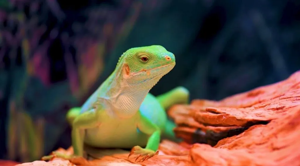From Head to Tail Exploring Quirky Traits of Iguana as a Pet