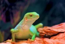 From Head to Tail Exploring Quirky Traits of Iguana as a Pet