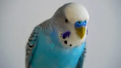 From Nest to Perch Understanding the Journey of Parakeet Lifespan