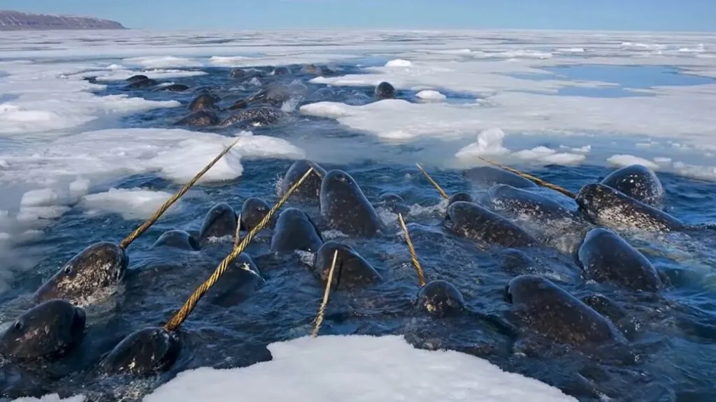 Is the Narwhal Tusk Cursed Unraveling Myths and Truths