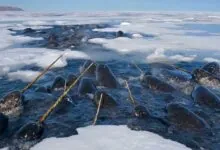 Is the Narwhal Tusk Cursed Unraveling Myths and Truths