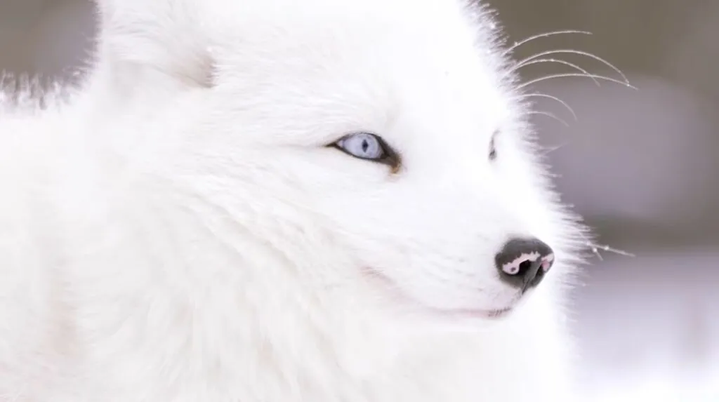  Arctic Fox Lifestyle Unmasked
