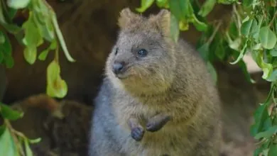 Meet the Quokka – The Happiest Animal in the World