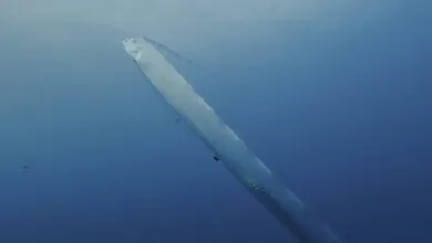 Oarfish Habitat