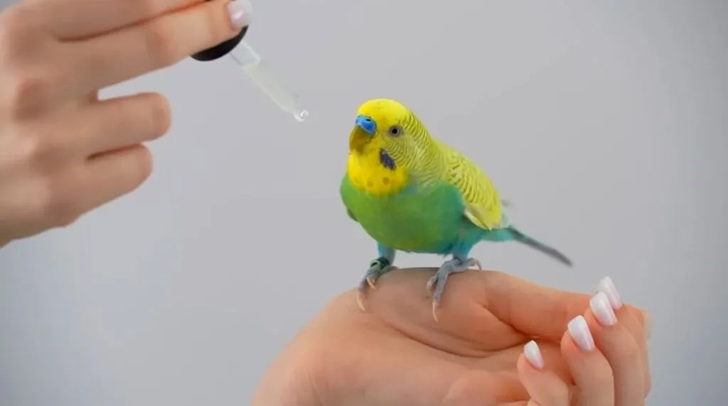 Parakeet Care - Parakeet Lifespan