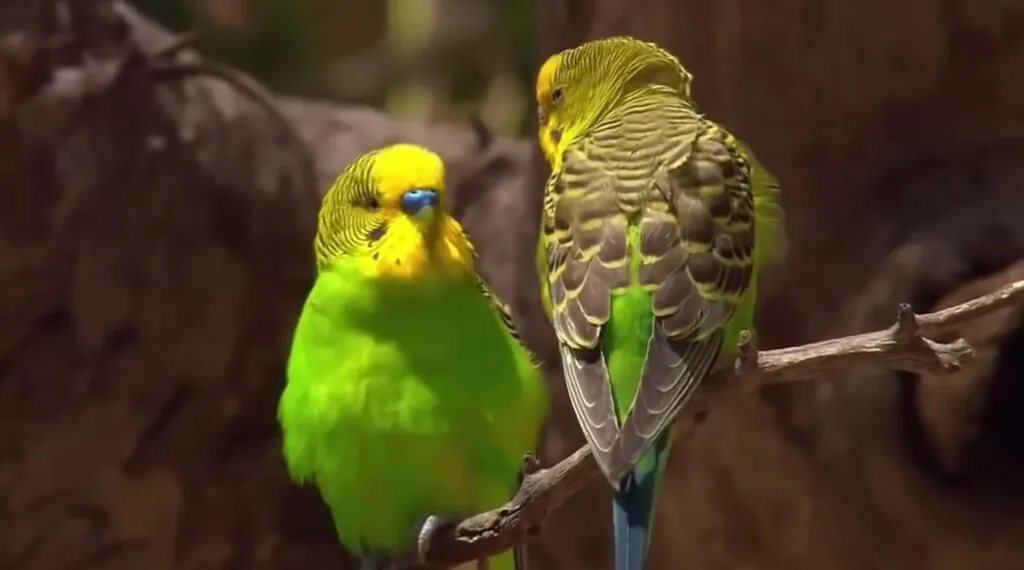 Parakeet Habitat - Parakeet Lifespan