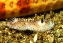 Sea Bunny The Underwater Creature That Looks Like a Plush Toy