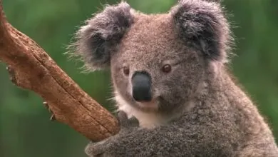 The Secret Life of Koala Bear What They Do When No One's Watching