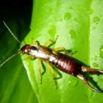 The Ultimate Earwig Bite Survival Guide Symptoms and Solutions