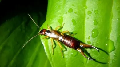 The Ultimate Earwig Bite Survival Guide Symptoms and Solutions