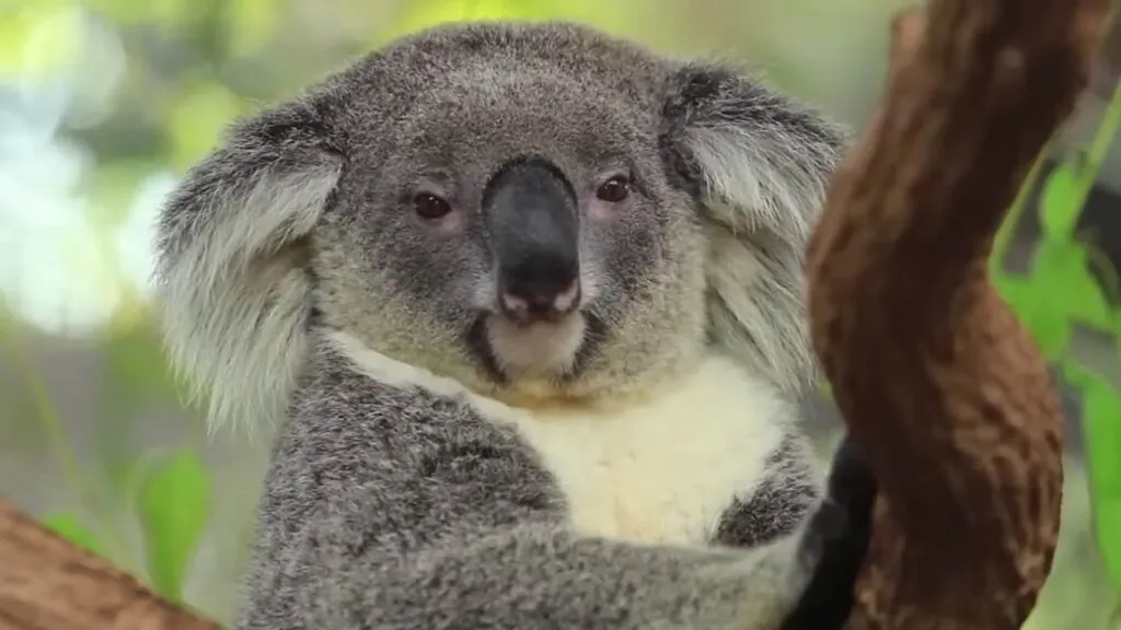 koala Appearance