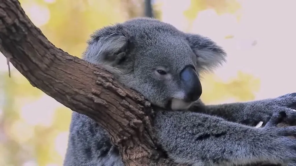 koala Habitat
