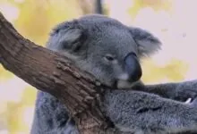 koala Habitat