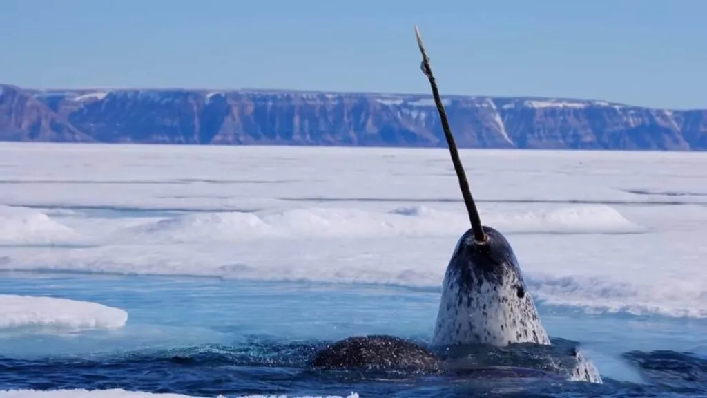narwhal Appearance
