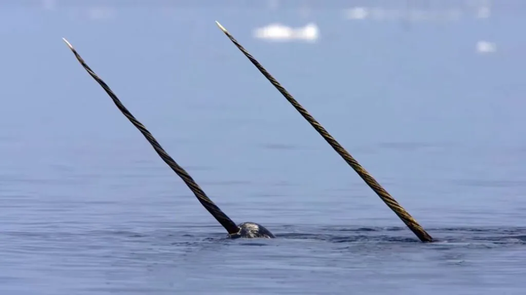 narwhal Diet and Lifestyle