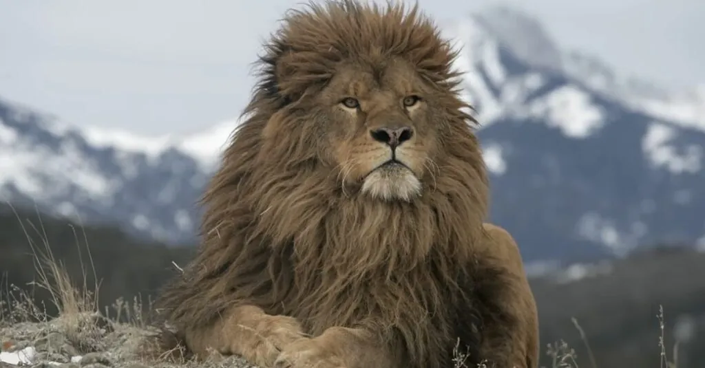 Barbary Lion Size Weighing Up the King of North Africa