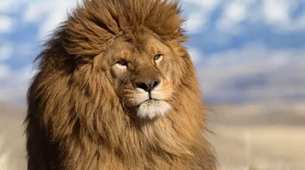 Barbary Lion appearance