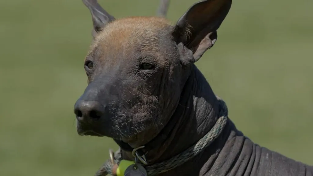 Beyond Bald Owning a Mexican Hairless Dog