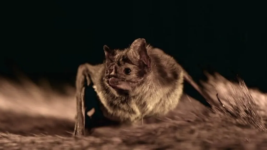 Beyond Dracula The Science and Society of Vampire Bats