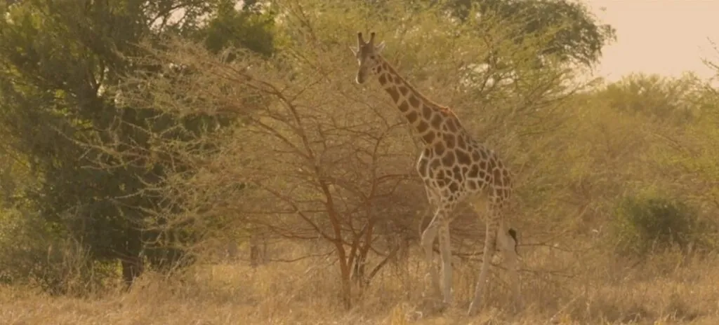 Cameroon’s Kordofan Giraffe Three-Year Study Backs Conservation