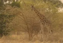 Cameroon’s Kordofan Giraffe Three-Year Study Backs Conservation