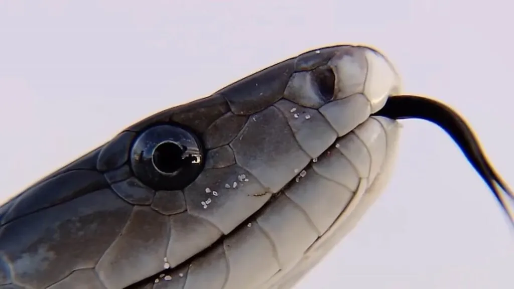 Decoding the Black Mamba Snake Habitat, Habits, and Hazards