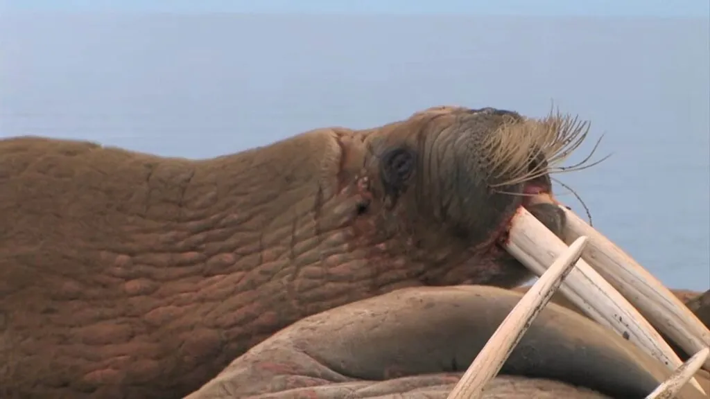 walrus Diet and Lifestyle - Walruses
