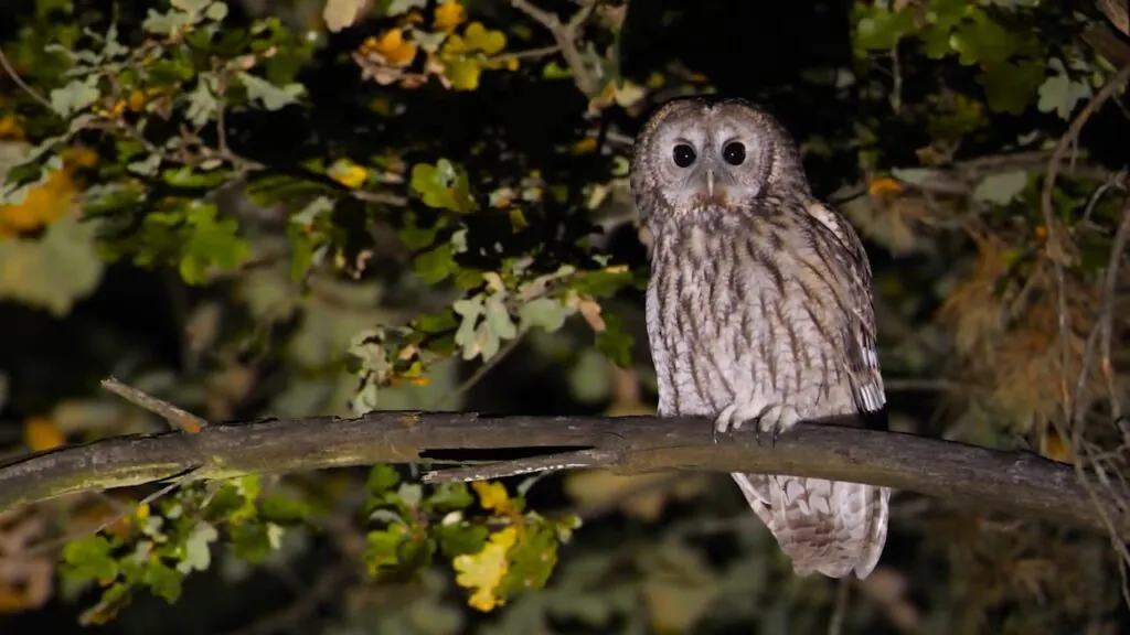 From Dusk Till Dawn A Day in the Life of a Tawny Owl Bird-min