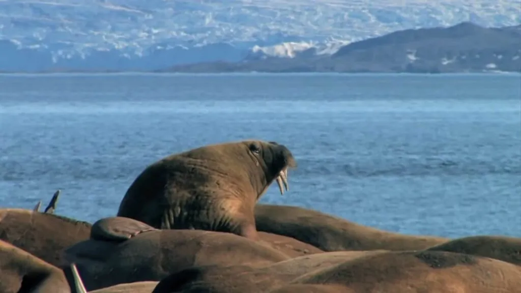 walrus Habitat