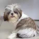 Living with a Shih Tzu Dog A Guide to Laughter, Laps, and Long Hair