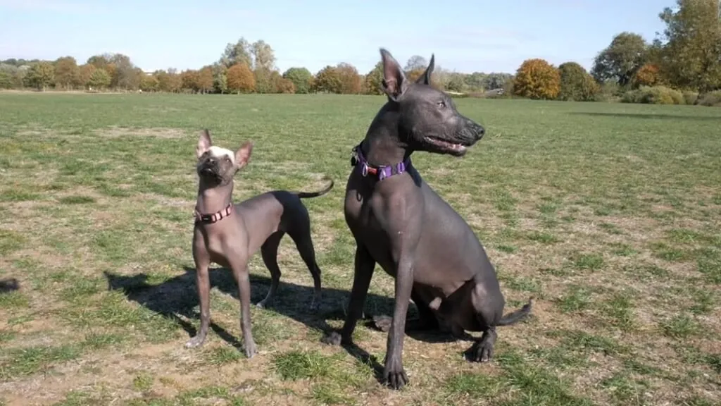 Mexican Hairless Dog Varieties