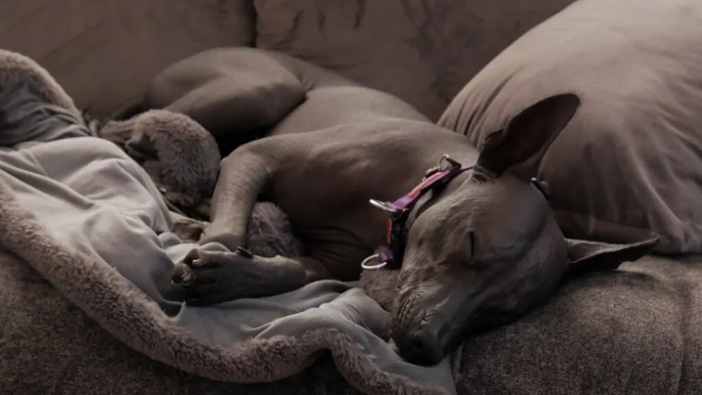 Mexican Hairless Dog as a Pet