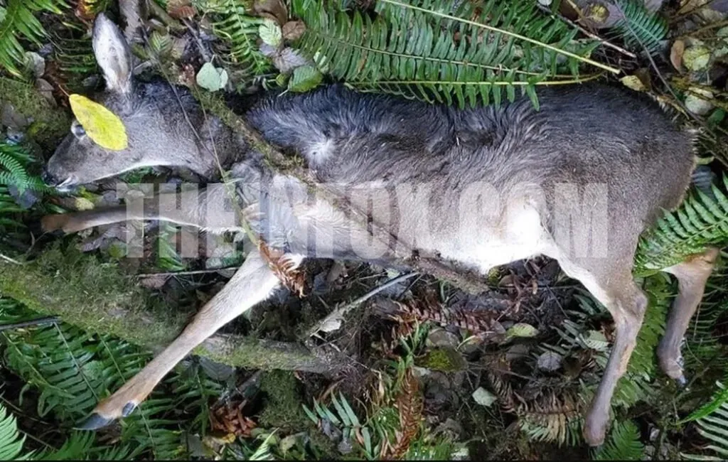 OSP Fish and Wildlife on the Hunt for Poachers After Illegal Deer Kill