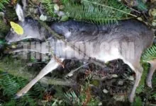 OSP Fish and Wildlife on the Hunt for Poachers After Illegal Deer Kill